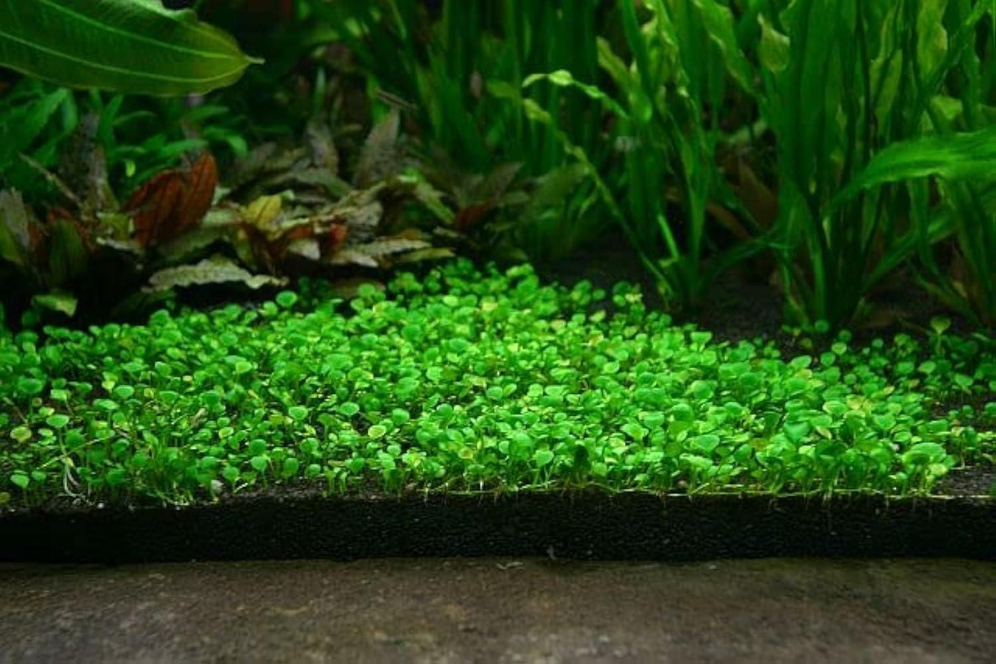 Aquatic Double Leaf Aquarium Plants  Seeds